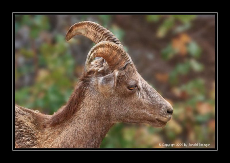 Young Big Horn Sheep