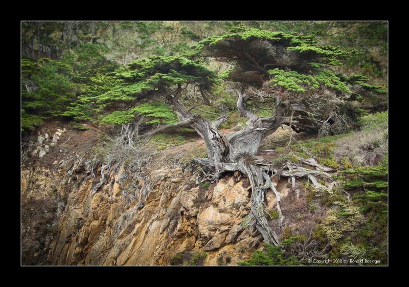 Big Sur Area