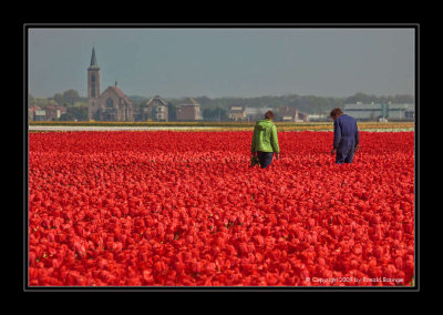 Tulip Fields