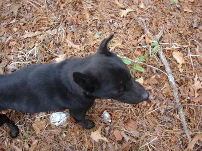 My Dog, 1-24-2009