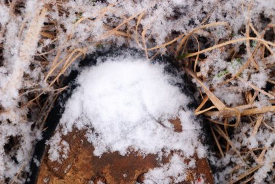 East TX, Ice, 1-29-2009 (#4)