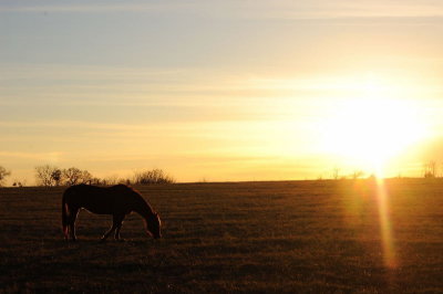 Horse Silhouette on Way-Out Lee's Garden, 2-22-2009