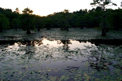 Caddo Lake, 07-05-2010