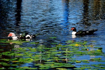 (20101015_134148_rj_b_d40x)