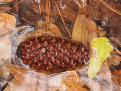 Pinecone, Feb 13th