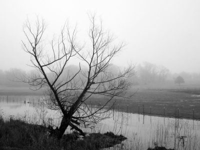 Fog Scenery, Feb 14th