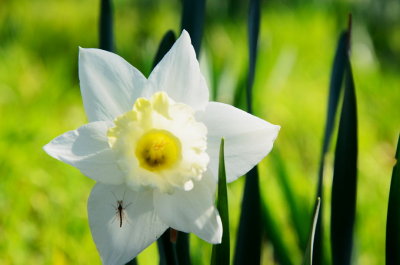 Flower Shot, March 4th