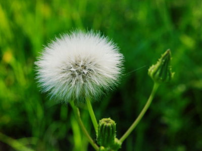 Dandelion, March 23rd