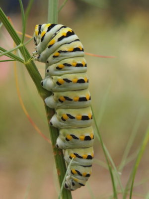 Close-up of Caterpillar