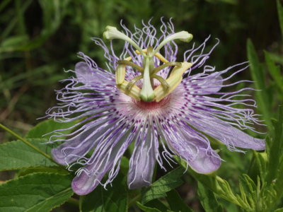 Flower, June 18th