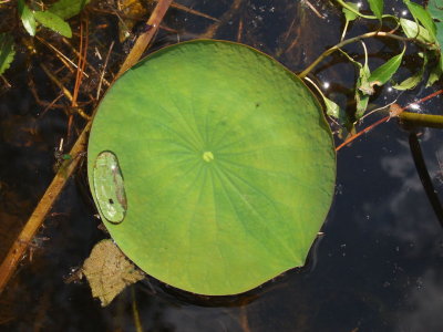 Lily in Pond in Overton, Texas, June 24th