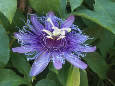 Close-up of Flower