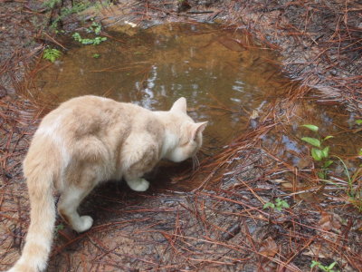 Orange Kitty Drinking Water in the Woods