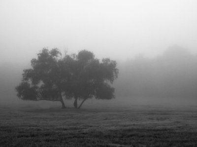 Fog Shot, September 19th