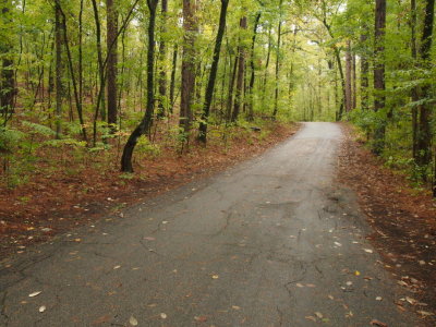 Fall Scenery in the Caddo Lake State Park, Sept 30th