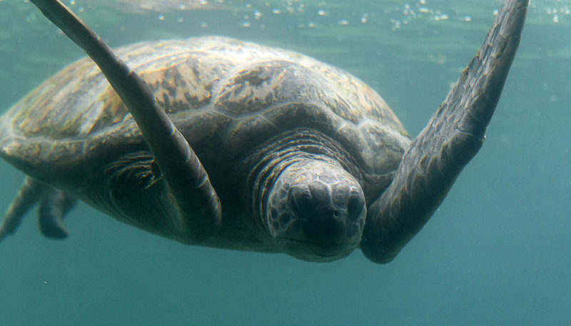 Tortue aux Seychelles ? Non, sur lle de la Runion !