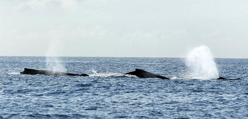 Baleines  bosse au Canada ? Non,  lle de la Runion !