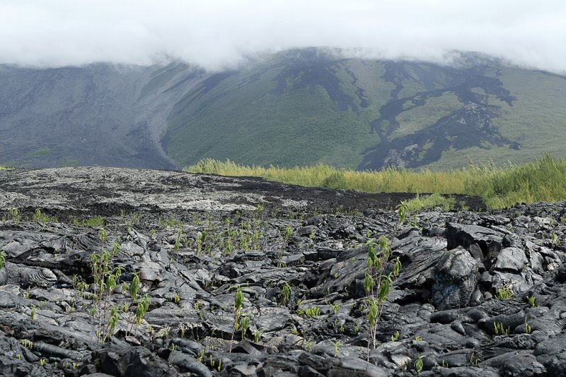 Ile de la Runion - Sur le grand brl, zone o scoulent les coules de lave du volcan La Fournaise