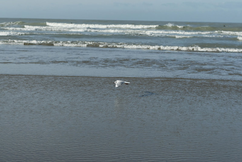 Photo 16 des 6 heures de Berck 2008.jpg