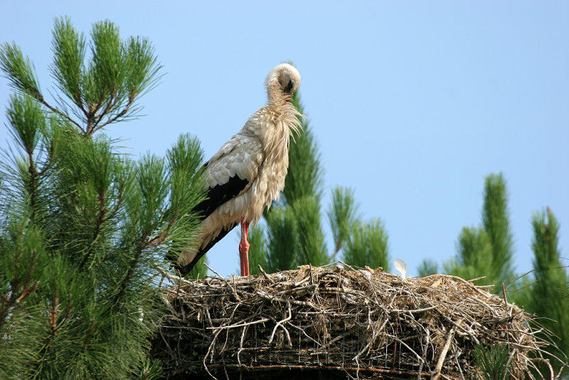 Dans le parc ornithologique du Teich situ au fond du Bassin dArcachon