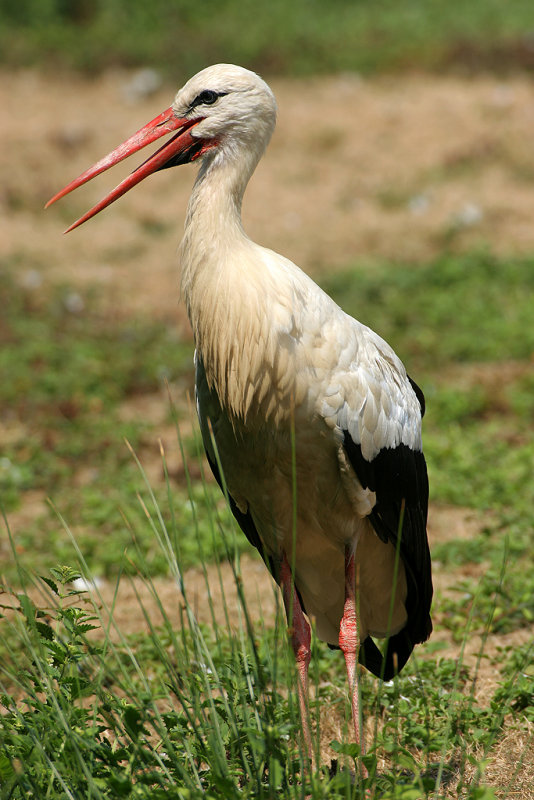 Dans le parc ornithologique du Teich situ au fond du Bassin dArcachon