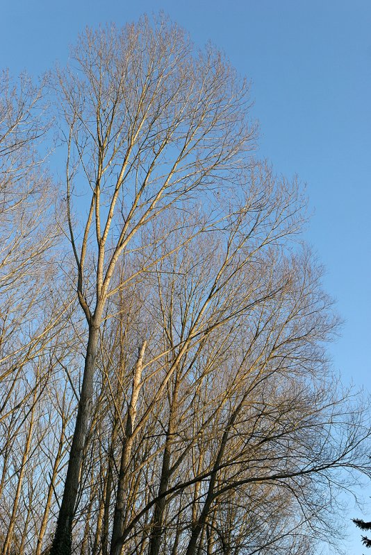 Balade hivernale dans le parc du chteau de Grouchy en dcembre 2008