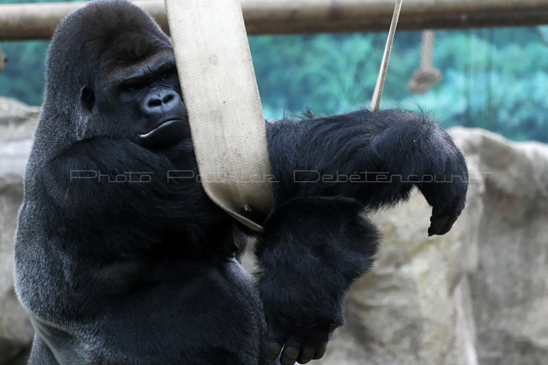 179 Visite du zoo parc de Beauval MK3_6680_DxO2 WEB.jpg