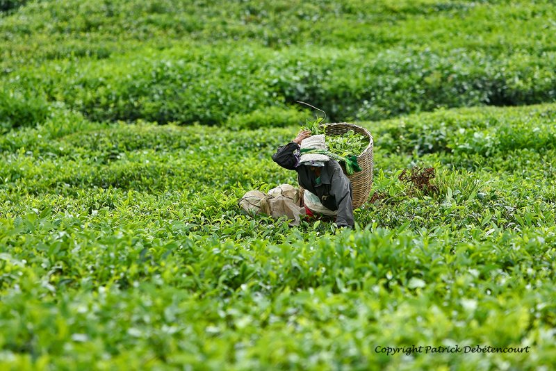 2 weeks on Mauritius island in march 2010 - 1831MK3_1028_DxO WEB.jpg