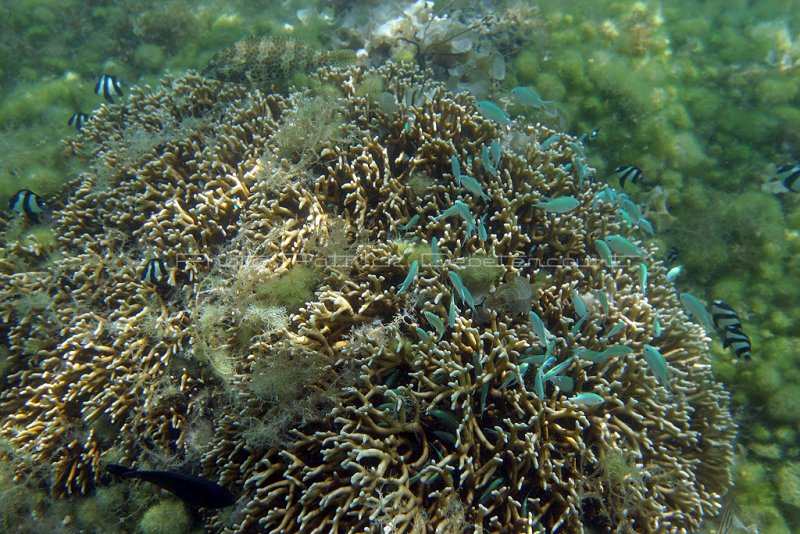 2 weeks on Mauritius island in march 2010 - 2421IMG_2339_DxO WEB.jpg
