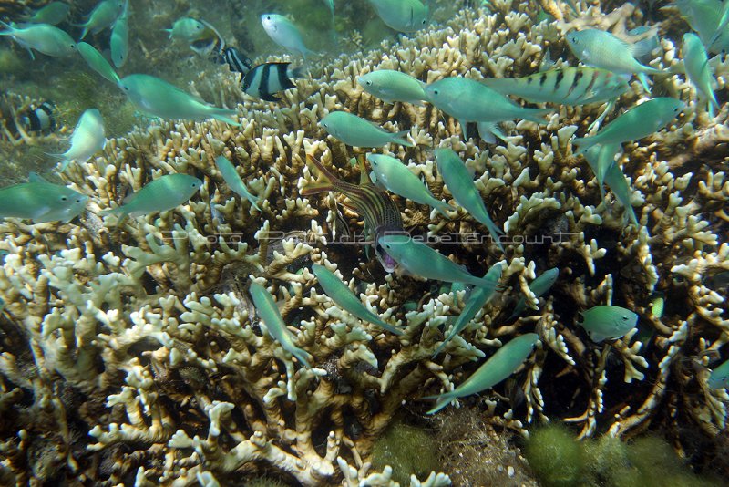 2 weeks on Mauritius island in march 2010 - 2468IMG_2424_DxO WEB.jpg