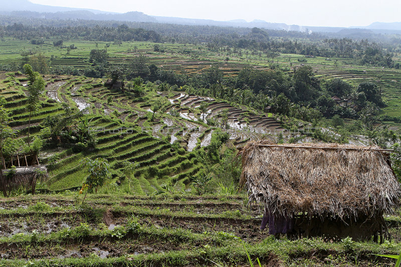 3774 - Discovering Indonesia - Java Sulawesi and Bali islands - IMG_5953_DxO Pbase.jpg