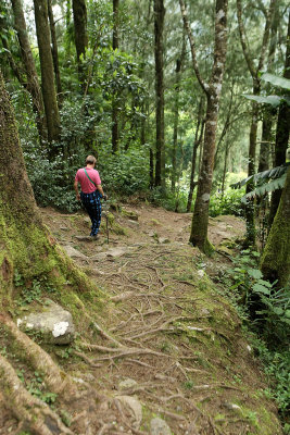 Cirque de Salazie - Sur le chemin des trois cascades au-dessus de Hell Bourg