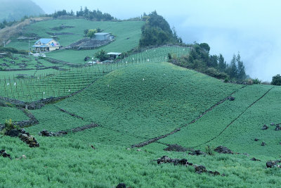 Dans le cirque de Cilaos