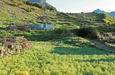 Dans le cirque de Cilaos