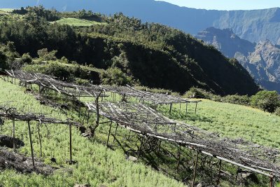 Dans le cirque de Cilaos