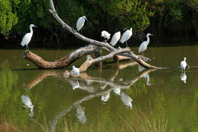 Dans le parc ornithologique du Teich situ au fond du Bassin d'Arcachon