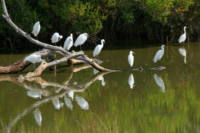 Dans le parc ornithologique du Teich situ au fond du Bassin dArcachon