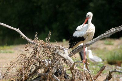 Dans le parc ornithologique du Teich situ au fond du Bassin d'Arcachon