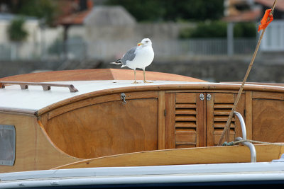 Tour du Bassin d'Arcachon et dcouverte de l'le aux Oiseaux en bateau  bord du Margat