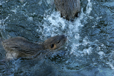 Balade hivernale dans le parc du chteau de Grouchy en dcembre 2008