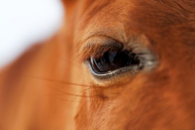 Le paysage vu dans l'oeil du cheval