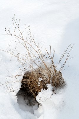 Randonne dans la campagne enneige prs de Magny-en-Vexin