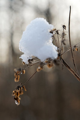 Randonne dans la campagne enneige prs de Magny-en-Vexin