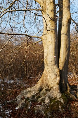 Randonne dans la campagne enneige prs de Magny-en-Vexin