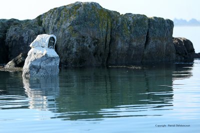 Sur le golfe du Morbihan en semi-rigide - MK3_9397 DxO Pbase.jpg