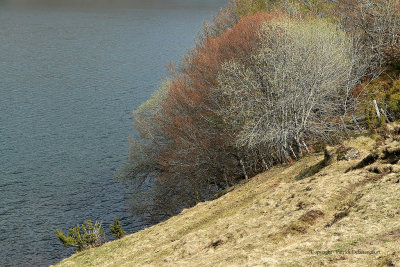 Week end en Auvergne mai 2009 -  MK3_0499 DxO Pbase.jpg