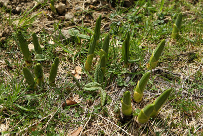 Week end en Auvergne mai 2009 -  MK3_0344 DxO Pbase.jpg