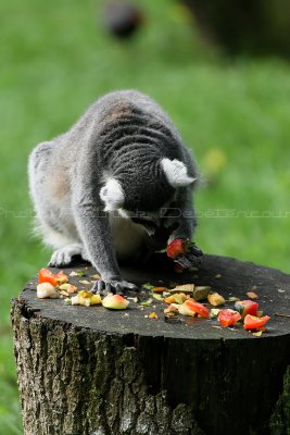 10 Visite du zoo parc de Beauval MK3_6413_DxO2 WEB.jpg