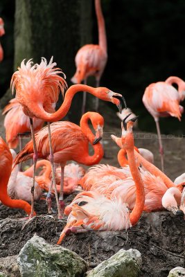 19 Visite du zoo parc de Beauval MK3_6423_DxO2 WEB.jpg