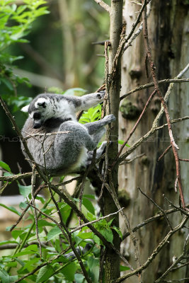 2 Visite du zoo parc de Beauval MK3_6405_DxO2 WEB.jpg